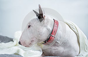 A cute white English bull terrier is sleeping on a bed under a w