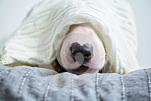 A cute white English bull terrier is sleeping on a bed under a w