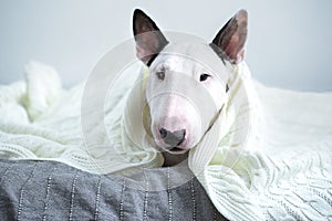 A cute white English bull terrier is sleeping on a bed under a w