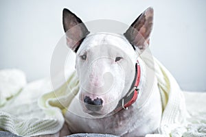 A cute white English bull terrier is sleeping on a bed under a white knitted blanket