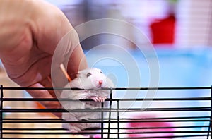 Cute White Exotic Little Baby Winter White Dwarf Hamster on owner hand, happy playing on cage bar. Winter White Hamster is also