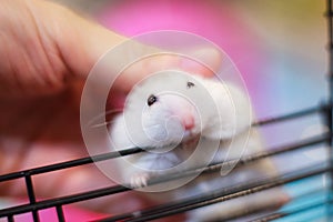 Cute White Exotic Little Baby Winter White Dwarf Hamster on owner hand, happy playing on cage bar. Winter White Hamster is also