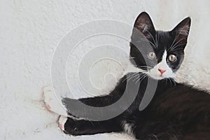 Cute white face black kitten cat on white blanket