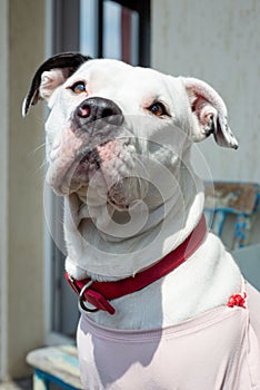 Cute White Female Pitbull Portrait Red Collar