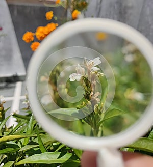 Cute White Flower Observed under Magnifying Glass