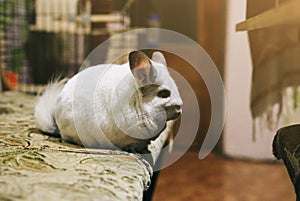 Cute white fluffy chinchilla is playing at home. Favorite pet in the kitchen apartment