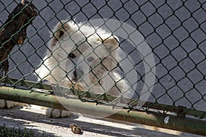 Cute white fluffy dog â€‹â€‹looking over iron fences.