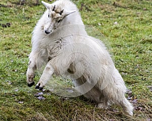 Cute white furred Rocky mountain goat playing