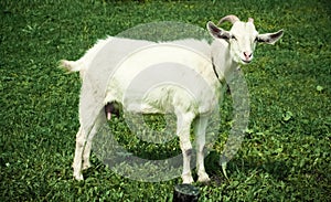 Cute white goat graze on the meadow with fresh green grass. Side portrait of nanny-goat standing in the field. natural goat milk