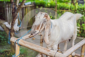 Cute white goat with horns standing tall in a goat pen at desa dairy farm calf pen