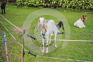 Cute white goat with horns standing tall in a goat pen at desa dairy farm calf pen