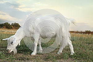 Cute white goat on pasture. Animal husbandry