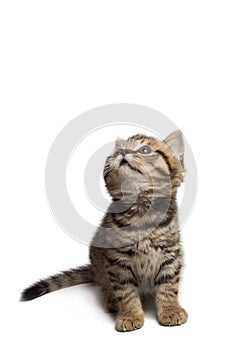 A cute white gray tabby cat looking up isolated on a white background.