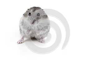 Cute white and grey hamster