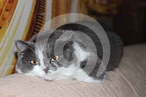 Cute gray and white Scottish stright cat on light brown sofa photo