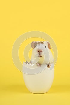 Cute white guinea pig in a white easter egg on a yellow background in a vertical image photo