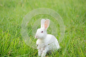 Cute white hair bunny in the garden.