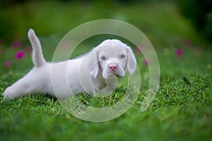 A cute white haired beagle puppy is playing on the grass field