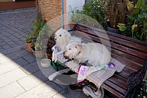 Cute white hairy dogs lying on a wooden bench and waiting for their owner