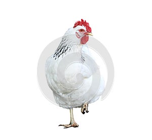 Cute white hen, isolated