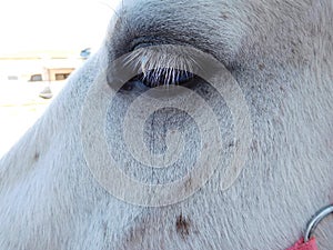 Cute white  horse eye  closeup