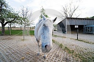 Cute white horse looking curious at the camera making funny faces, inside a stable at a farm