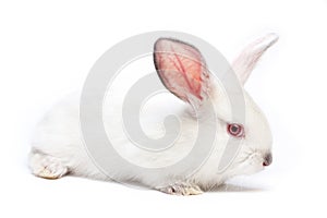 Cute white isolated baby rabbit