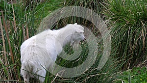 Cute white kid goat, chewing long grass in field. Slow motion.