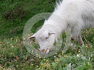 Cute white kid goat portrait, grazing on flowers in rural Portugal.