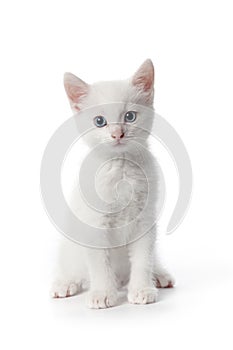 Cute white kitten with blue eyes