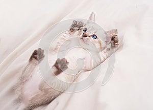 Cute white kitten with blue eyes. Adorable Persian cat. Kitten on a white background. Small predator. kitten is playing