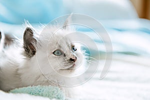 Cute White kitten with blue eyes. Cat kid animal with interested, question facial face expression look side on copy space. Small