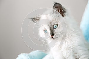 Cute White kitten with blue eyes. Cat kid animal with interested, question facial face expression look side on copy space. Small