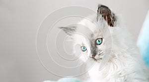 Cute White kitten with blue eyes. Cat kid animal with interested, question facial face expression look side on copy space. Small