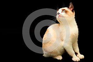 Cute white kitten, British Shorthair sitting on a black background and looks up. Little beautiful cat with blue eyes