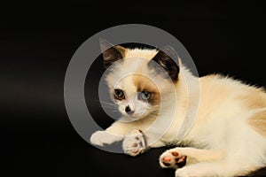 Cute white kitten with brown ears, British Shorthair, lies on a black background. Little beautiful cat with blue eyes, charming