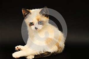 Cute white kitten with brown ears, British Shorthair, lies on a black background. Little beautiful cat with blue eyes, charming