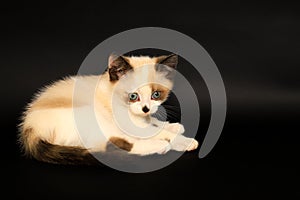 Cute white kitten with brown ears, British Shorthair, lies on a black background. Little beautiful cat with blue eyes looks