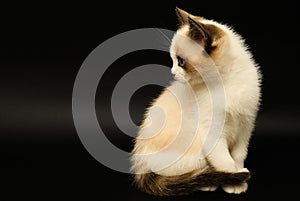 Cute white kitten with brown ears, British Shorthair, lies on a black background. Little beautiful cat with blue eyes looks.