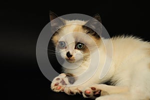 Cute white kitten with brown ears, British Shorthair, lies on a black background. Little beautiful cat with blue eyes looks