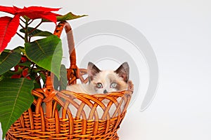 Cute white kitten with brown ears, British Shorthair, peeps out an orange basket with  red flower on a white background, isolate.