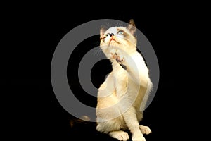 Cute white kitten with brown ears, British Shorthair sitting on a black background and looks up. Little beautiful cat