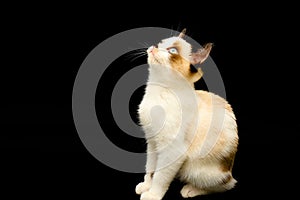 Cute white kitten with brown ears, British Shorthair sitting on a black background and looks up. Little beautiful cat
