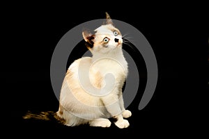 Cute white kitten with brown ears, British Shorthair sitting on a black background and looks up. Little beautiful cat