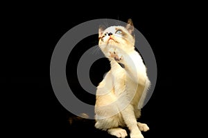 Cute white kitten with brown ears, British Shorthair sitting on a black background with a raised paw and looks up