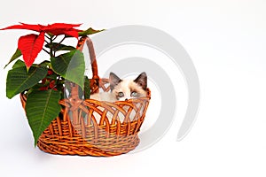 Cute white kitten with brown ears, British Shorthair, sitting in an orange basket with a red flower on a white background