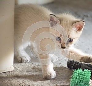 Cute white kitten/cat.