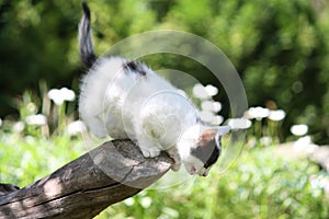 Cute white kitten climbing down from the tree
