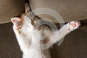 Cute white kitten with ginger head lying on the back and sleeping on a couch. Young cat take a nap in interesting pose.