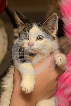 Cute white kitten with gray stripes